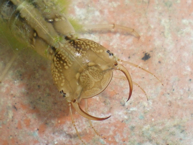 Larva di Dytiscidae da vicino